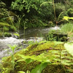 雨の中の渓流釣り