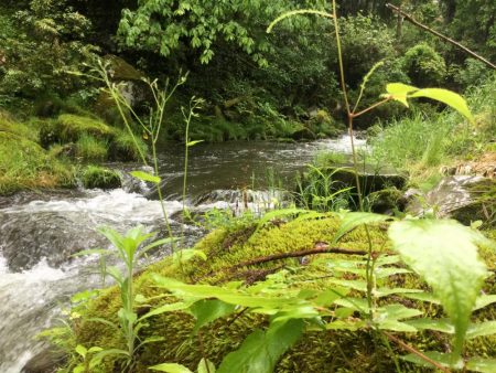 雨の中の渓流釣り