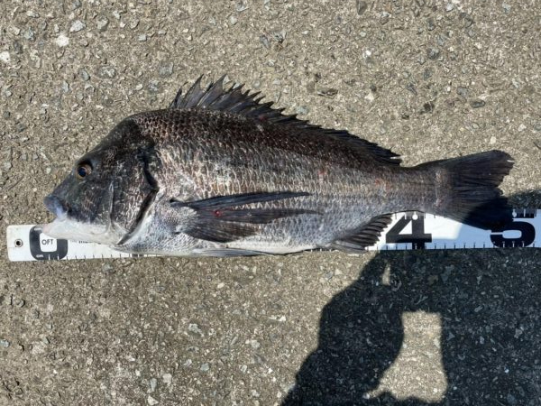 イチノ兄弟、釣果!