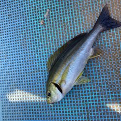 浅川沖でカワハギ