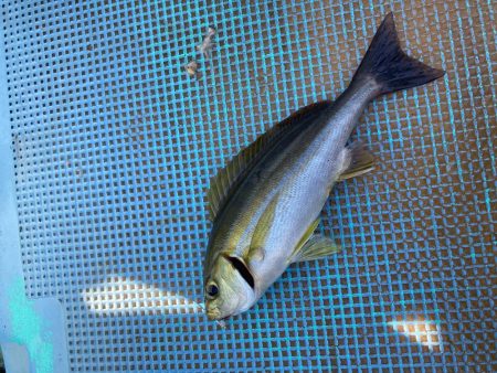 浅川沖でカワハギ