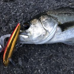 金系ルアー縛り