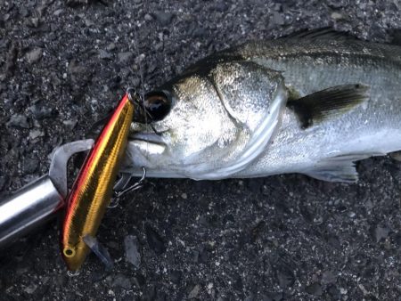 金系ルアー縛り