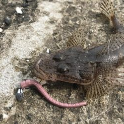 フラットフィッシュのディゲーム