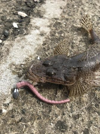 フラットフィッシュのディゲーム