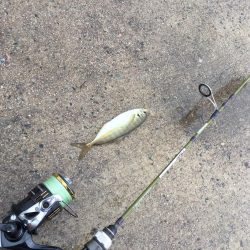 情報をもとにアジング調査