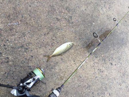 情報をもとにアジング調査