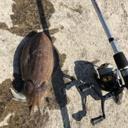 コウイカエギング