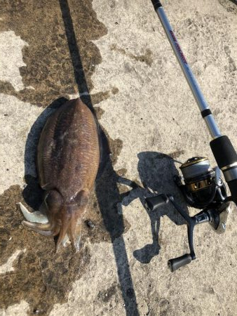 コウイカエギング