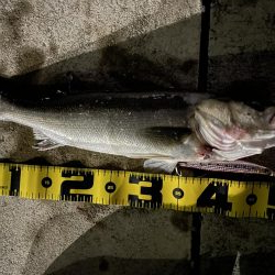 ナギナギノ凪でも出てくれる