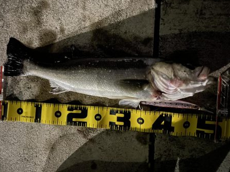 ナギナギノ凪でも出てくれる