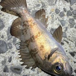 メバルサイズは出ず…