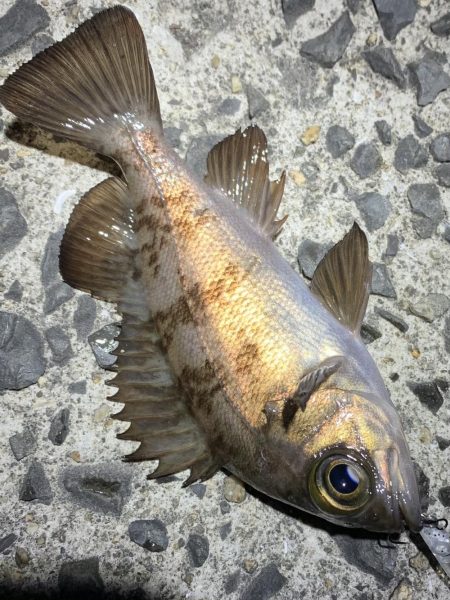 メバルサイズは出ず…