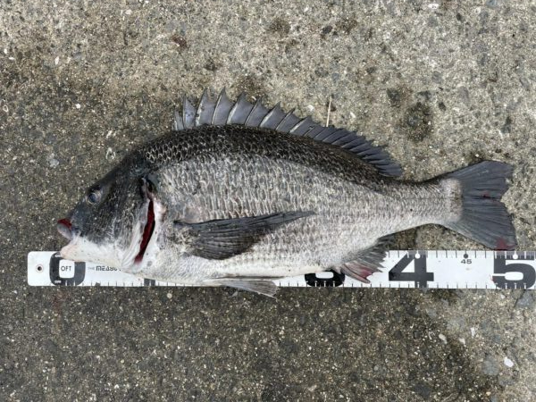 イチノ兄弟、釣果！