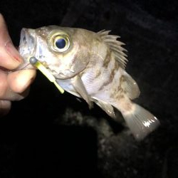 爆風メバリング