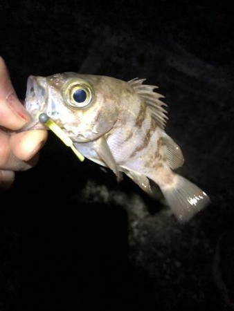 爆風メバリング