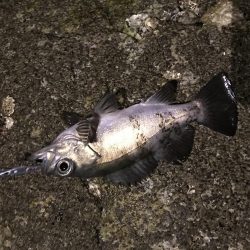 今年最終メバリング