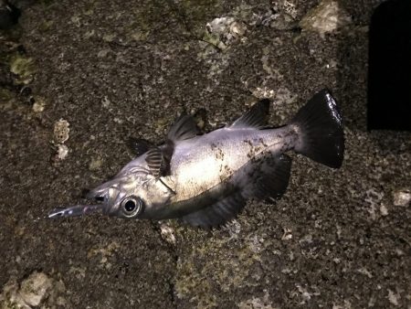 今年最終メバリング