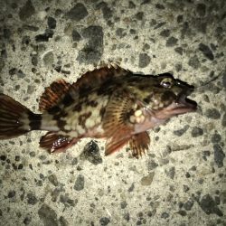 人生初のメジロ ‼︎