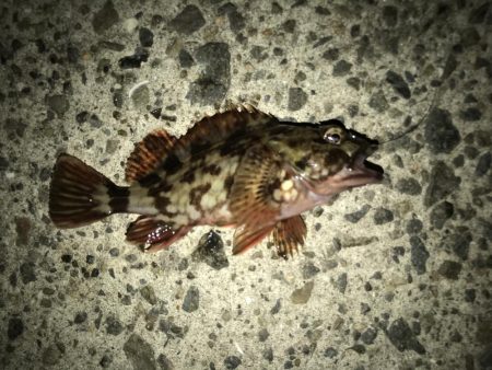 人生初のメジロ ‼︎