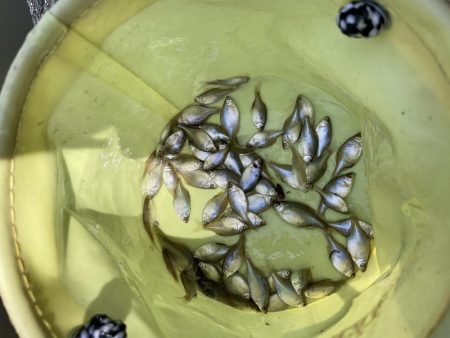 久宝寺　タナゴ釣り