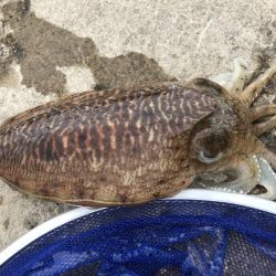 コウイカエギング