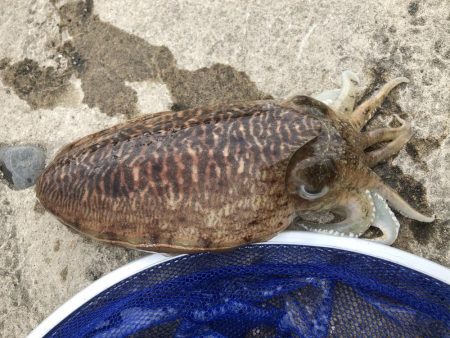 コウイカエギング