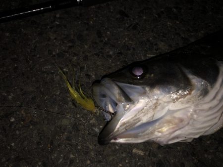 またチューバスでした。