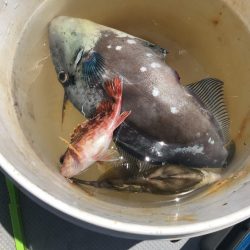 初ウマヅラハギ35センチ