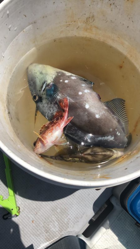 初ウマヅラハギ35センチ