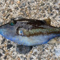 イナバ「とびつく」で・・・