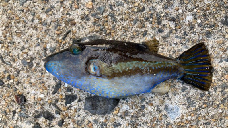 イナバ「とびつく」で・・・