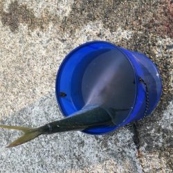 朝イチ省エネ釣行╰(*´︶`*)╯