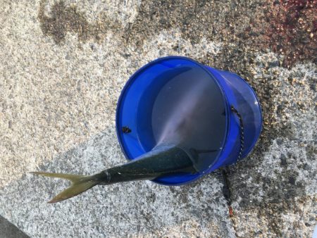 朝イチ省エネ釣行╰(*´︶`*)╯