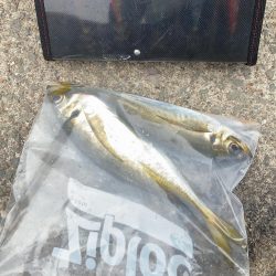 アオリイカと合間にアジング