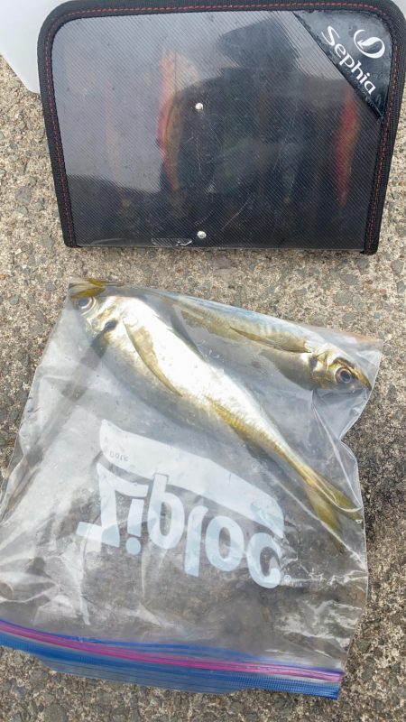 アオリイカと合間にアジング