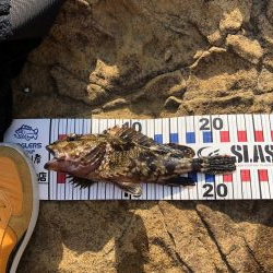 4年振りエギング不発！