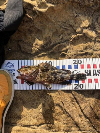 4年振りエギング不発！