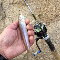 ちょい投げキス釣り調査