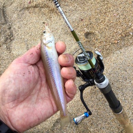 ちょい投げキス釣り調査