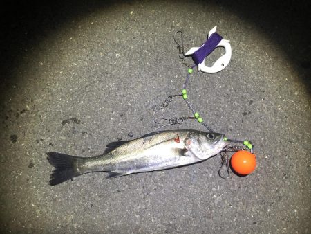 久しぶりの明暗打ち