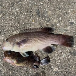 コブダイきたきた