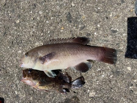 コブダイきたきた