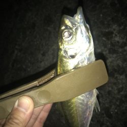 投げサビキで良型アジGET