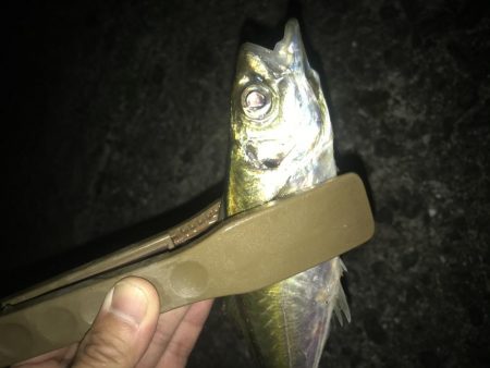 投げサビキで良型アジGET