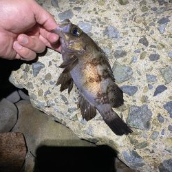 メバル釣れてます！