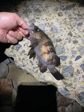 メバル釣れてます！