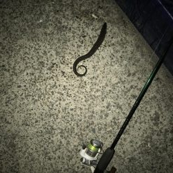 今日も底物だけ…