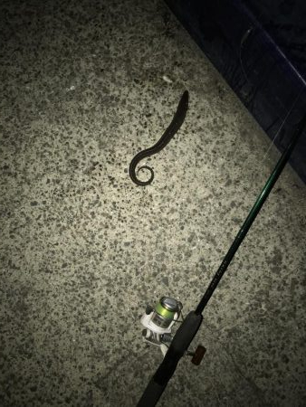 今日も底物だけ…