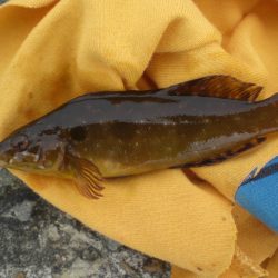 今日もアイナメ